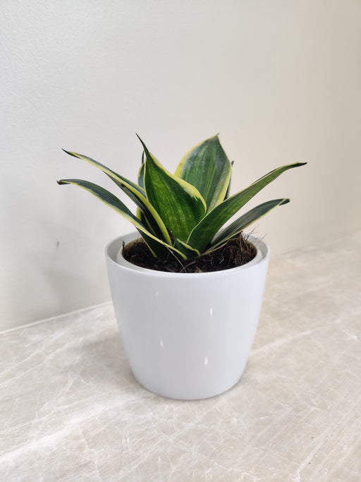 snake plant gift Buy Snake Plant for Corporate Gifting