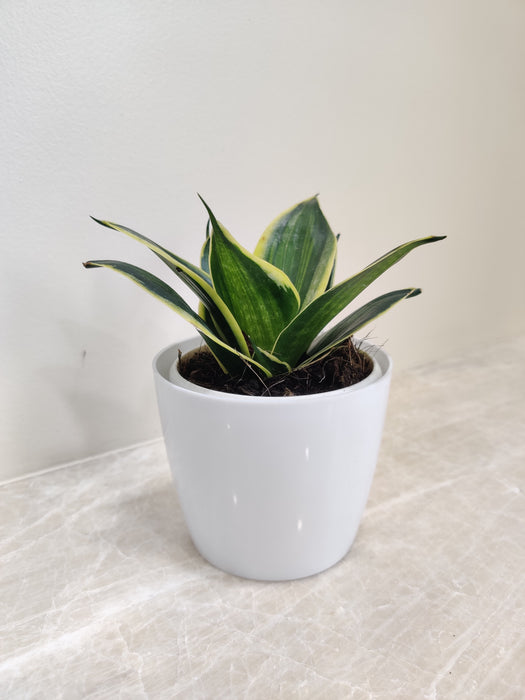 Corporate gifting Snake Plant in a white pot