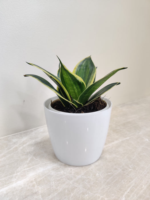 snake plant in square pot Buy Snake Plant for Corporate Gifting