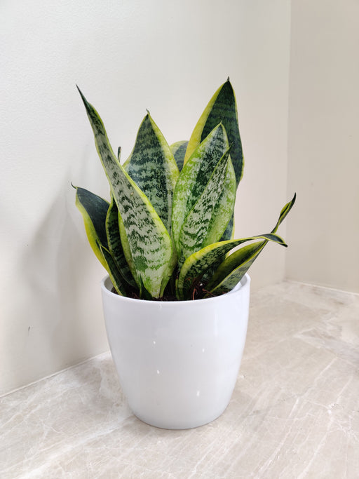 Corporate gift snake plant in a white pot