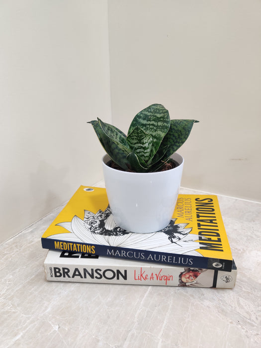 Easy Care Snake Plant Perfect for Gifts