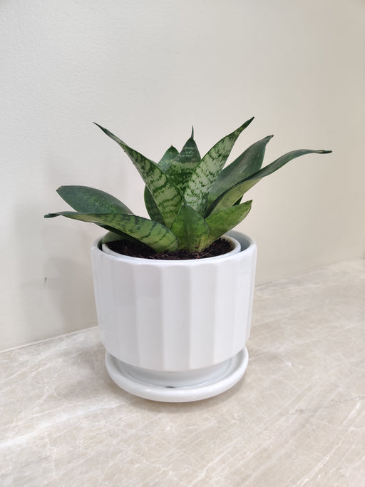 Corporate Snake Plant in White Ceramic Pot