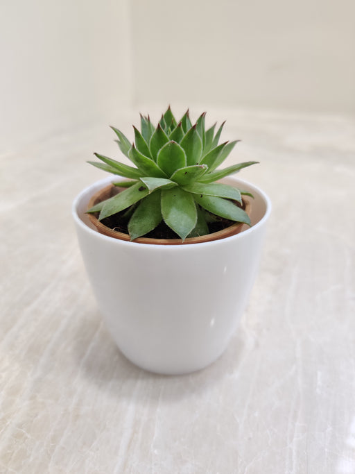 Desk-Top Succulent Plant for Corporate Gifting