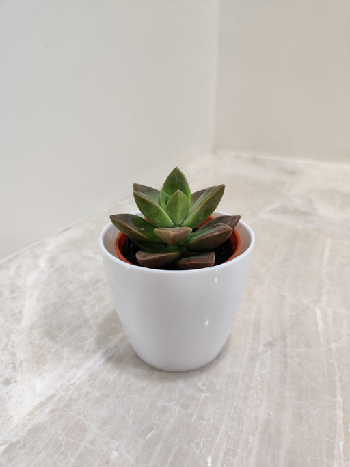 Corporate Desk Succulent in White Plastic Pot