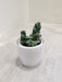 Corporate succulent plant in a white plastic pot for office desks.
