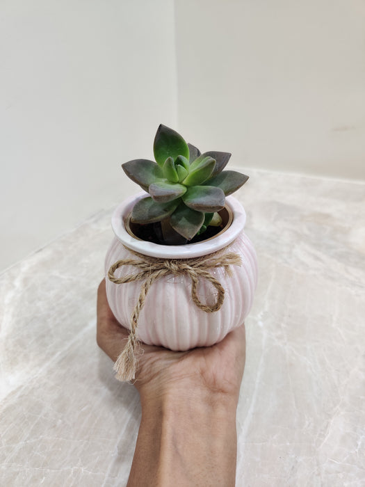Perfect corporate plant gift
