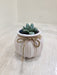 Succulent plant in pink pot for corporate gifting.