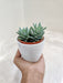 Minimalist designed succulent plant for corporate gifts