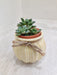 Corporate succulent plant in ivory pot