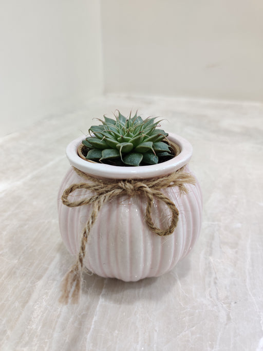 Succulent plant in pink ceramic pot for corporate gifting