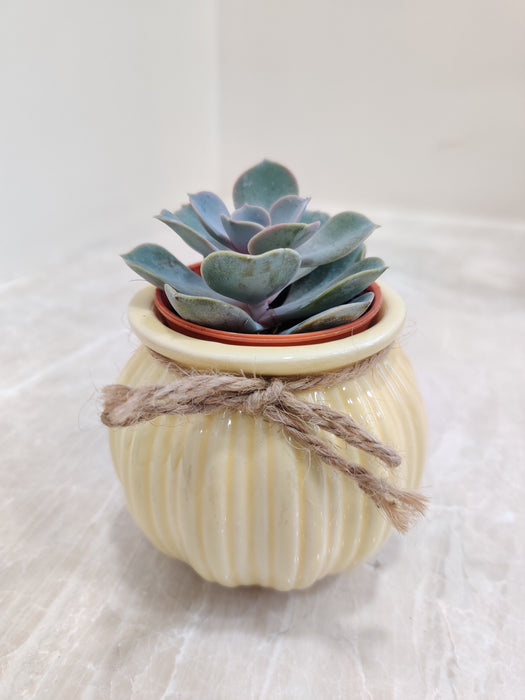 Corporate gift succulent in ceramic pot