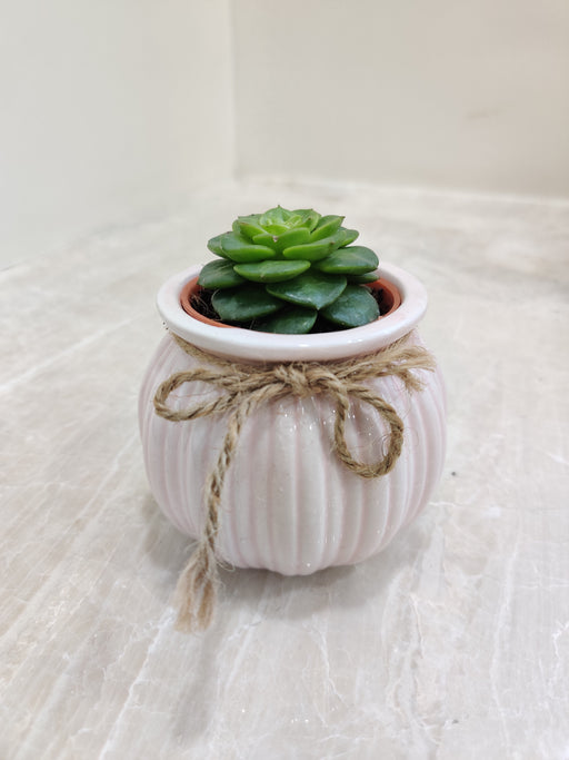 Green succulent in pink ceramic pot for corporate gifting