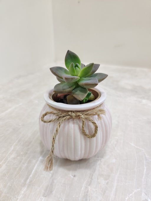 Resilient succulent plant for corporate gifting