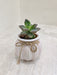 Resilient succulent plant for corporate gifting
