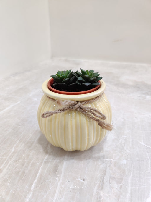 Corporate gifting succulent plant