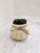 Corporate gifting succulent plant