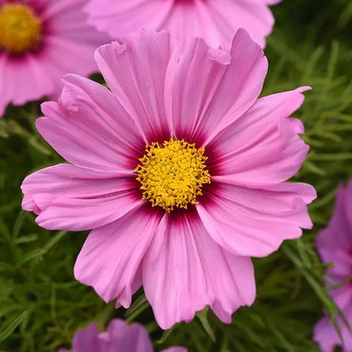 Cosmos Sonata Pink Blush Flower Seeds