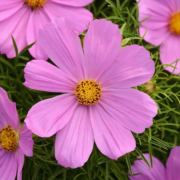 Cosmos Sonata Pink Flower Seeds