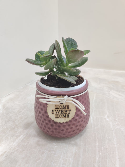 Crassula plant in textured mauve pot for corporate gifting