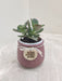 Crassula plant in textured mauve pot for corporate gifting