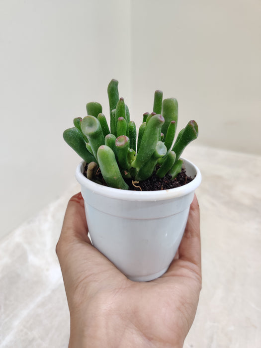 succulent gollum jade Crassula Ovata 'Gollum'