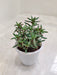 Crassula-Tetragona-Mini-Pine-Indoor-Plant