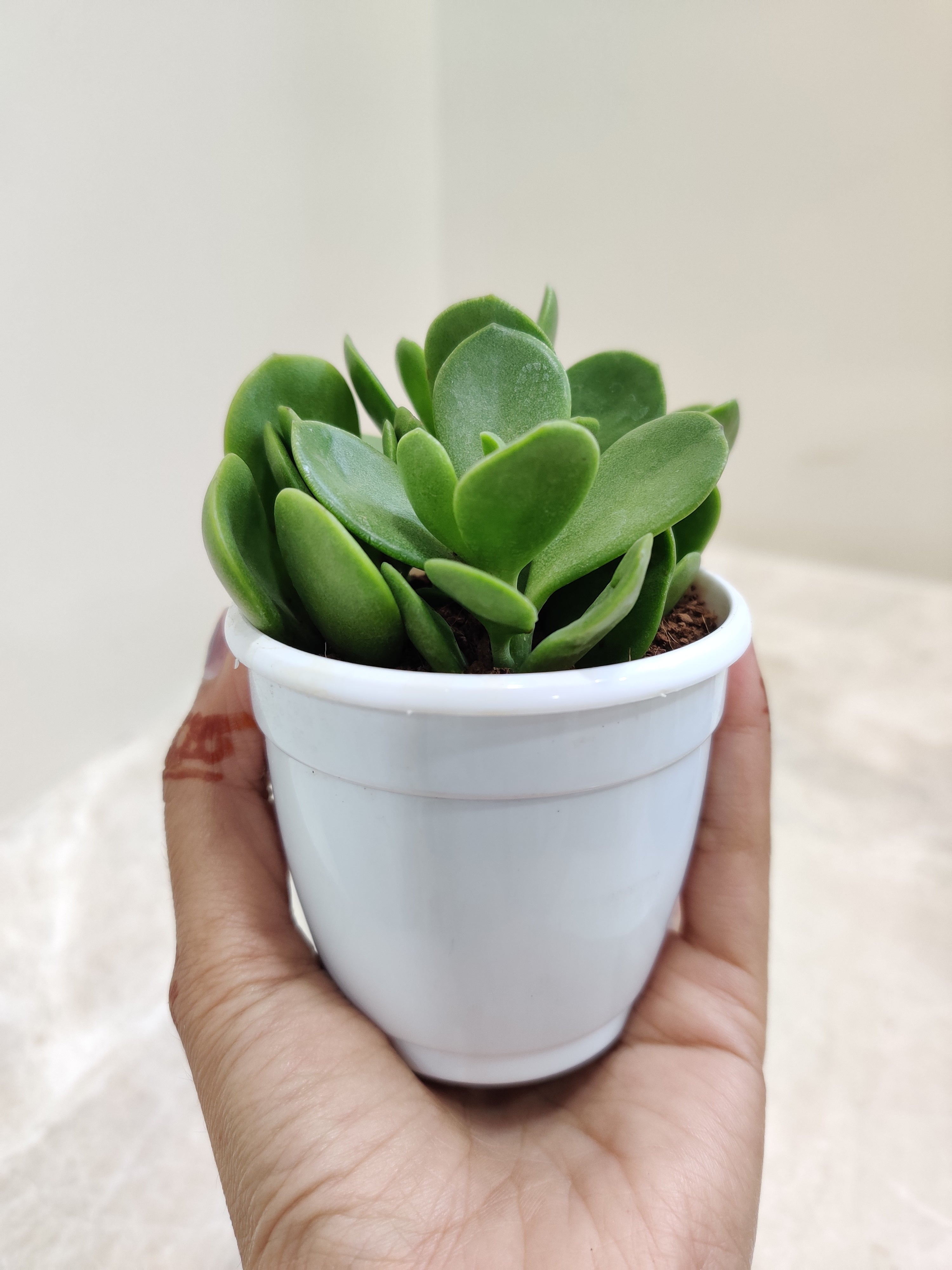 money maker jade plant Crassula Money Maker (Jade Plant) Succulent Plant
