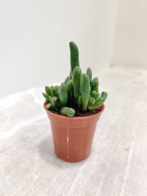 tubular succulent Crassula Ovata 'Gollum' Jade Small Succulent Plant