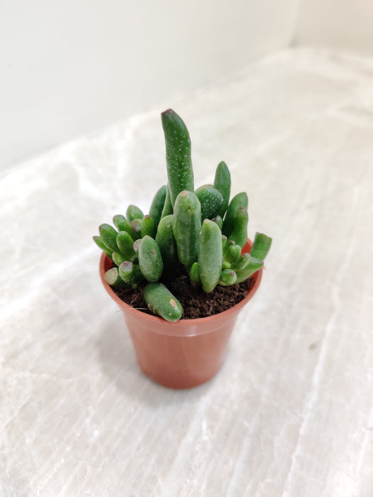 Small Gollum Jade Plant Perfect for Desks Indoor Succulent