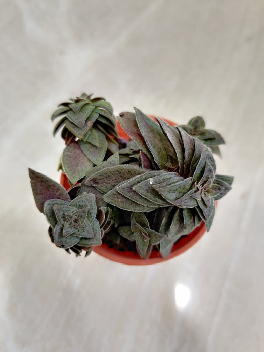 Tiger Jade Crassula in Clay Pot Indoor Succulent