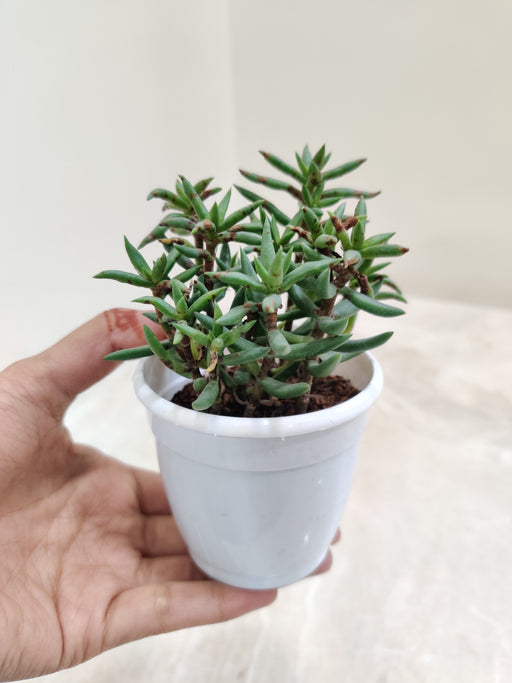 small succulent tree Miniature Pine Tree Succulent