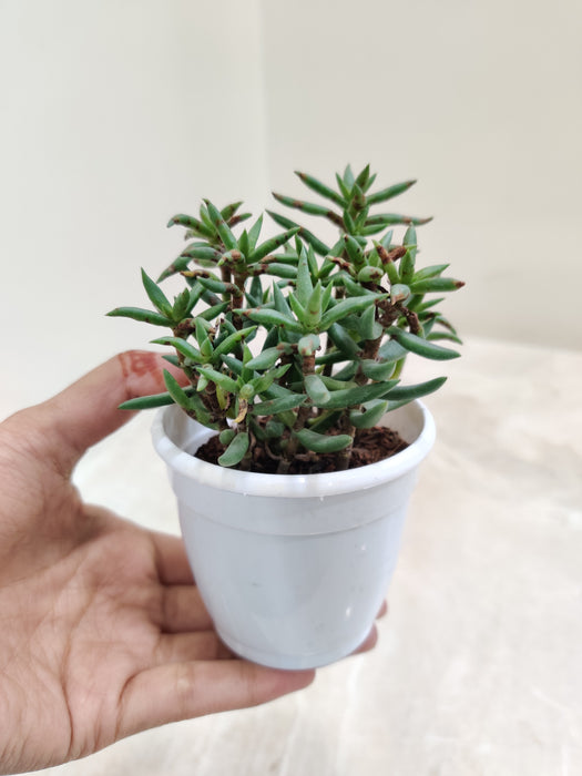 Miniature-Pine-Tree-Indoor-Succulent-Online