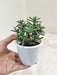 Miniature-Pine-Tree-Indoor-Succulent-Online