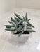 Indoor-Crassula-hybrid-compact-indoor-succulent
