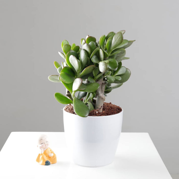 Buy Plant Gifting Combo – Best Indoor Plants Gift Set | Lotus Bamboo, Jade Plant, Snake Plant & Peace Lily