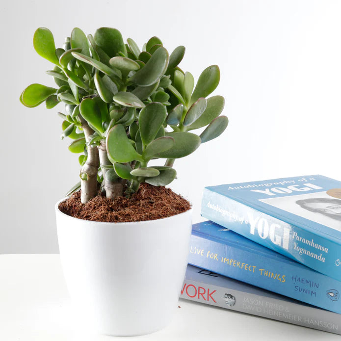 Buy 5 Best Plants for Your Work Desk | Low-Maintenance Office Plants Combo