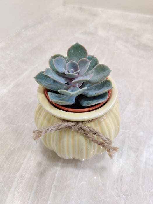 Close-up of resilient green succulent leaf