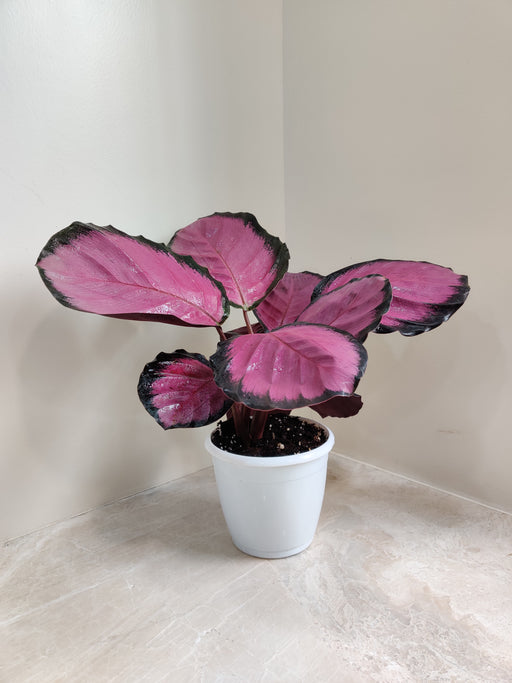 Indoor pink and green Calathea Rosepicta plant
