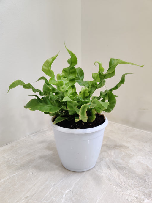 Indoor Asplenium Crispy Wave plant in white pot