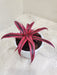 Exotic red Cryptanthus Bivittatus plant