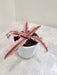 Cryptanthus Bivittatus Pink Starlite in pot