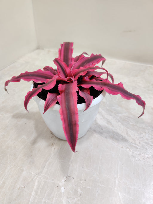 Vibrant Red Cryptanthus for stylish interiors