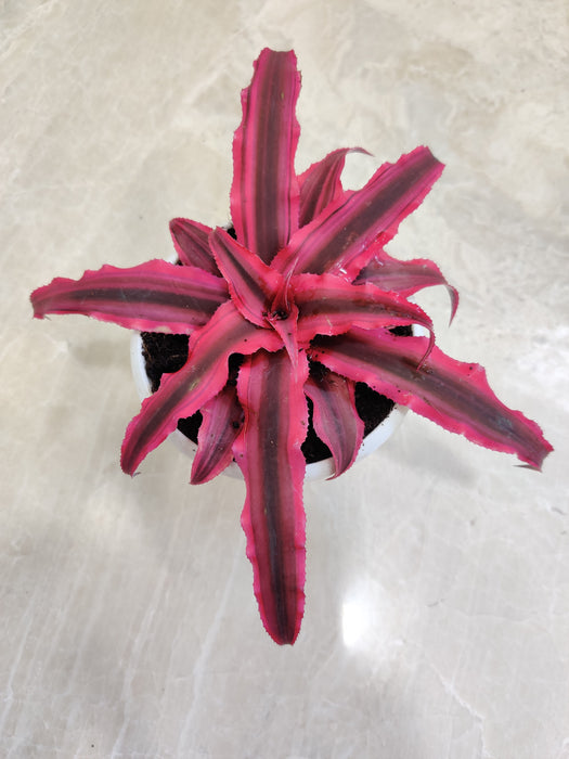 Decorative Red Star Cryptanthus plant