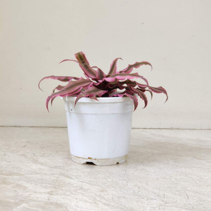 Cryptanthus Earth Star Bromeliad pink plants 10 cm pot