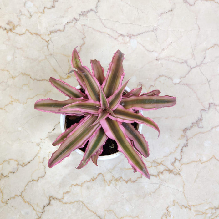 Cryptanthus Earth Star Bromeliad pink plants 10 cm pot
