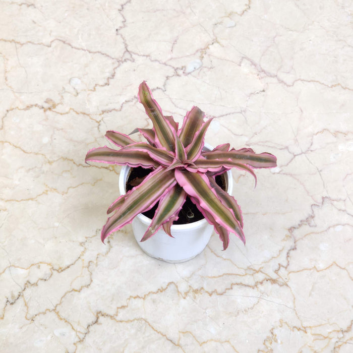 Cryptanthus Earth Star Bromeliad pink plants 10 cm pot