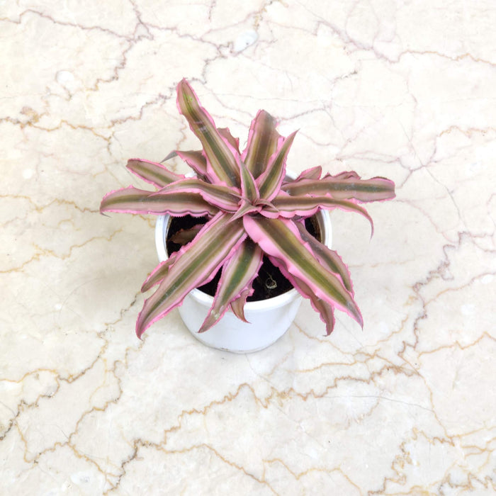 Cryptanthus Earth Star Bromeliad pink plants 10 cm pot