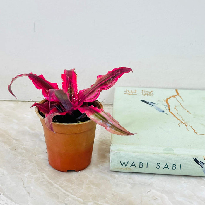 Cryptanthus Red Star Plant
