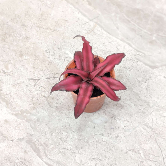 Cryptanthus Red Star Plant