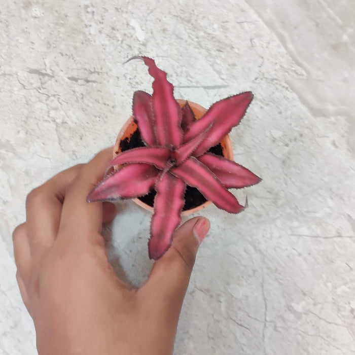 Cryptanthus Red Star Plant